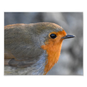 Robin Photo Print
