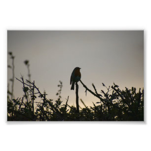 Robin photo print
