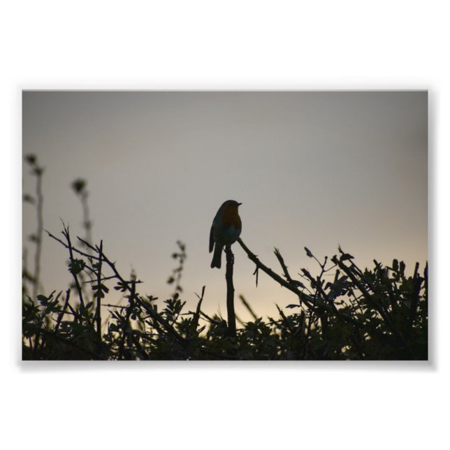 Robin  photo print (Front)