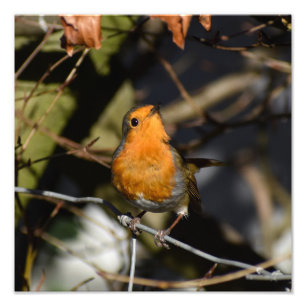 Robin  photo print