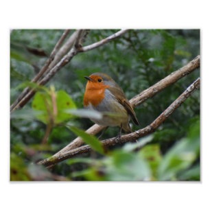 Robin Photo Print