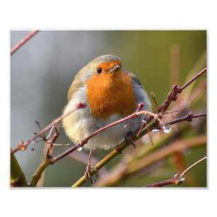 Robin  photo print