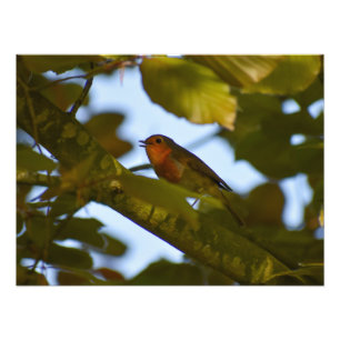 Robin Photo Print