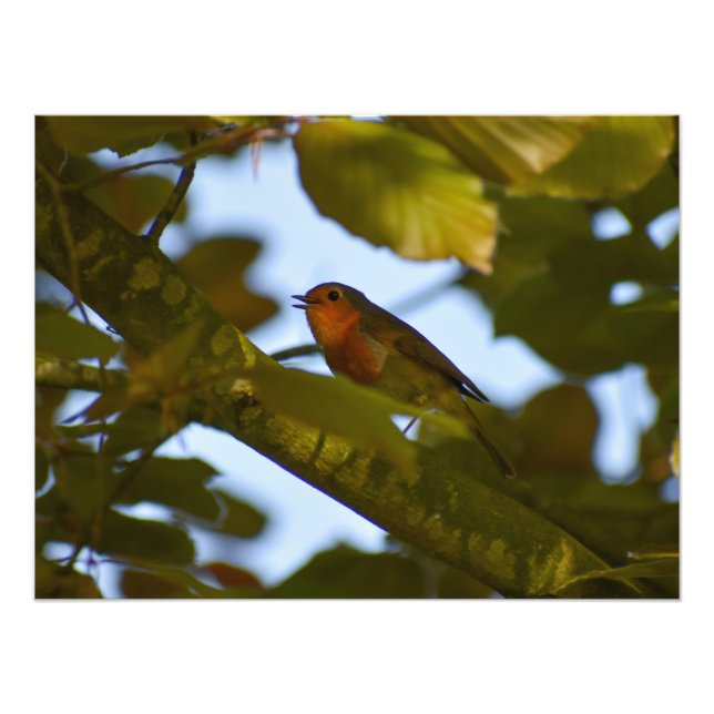 Robin Photo Print (Front)