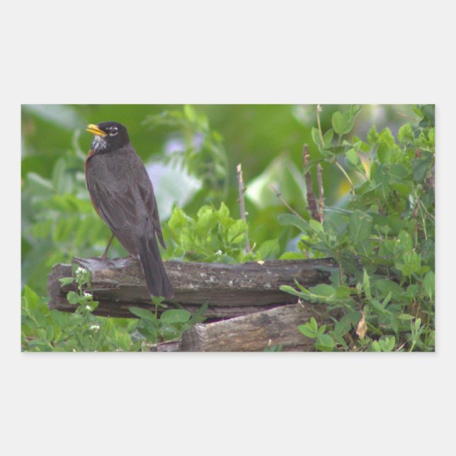 Robin Photo Stickers (Front)
