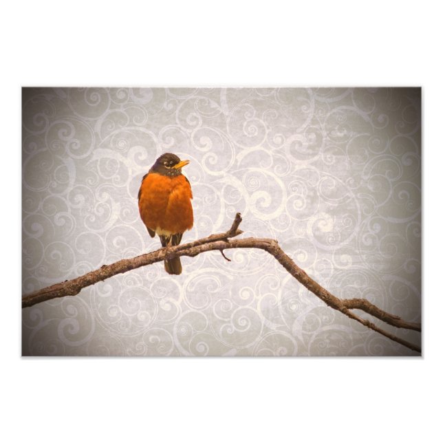 Robin Photo with Damask Swirl Design Print (Front)