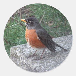 Robin Photography Classic Round Sticker