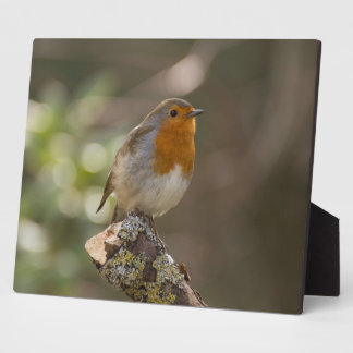 Robin Plaque