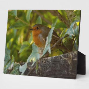 Robin Plaque