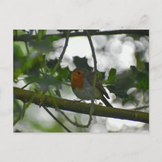 Robin  postcard