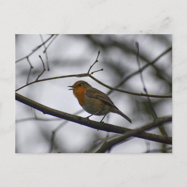Robin  postcard (Front)