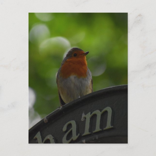 Robin Postcard (Front)