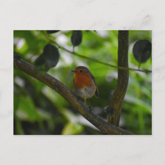 Robin  postcard