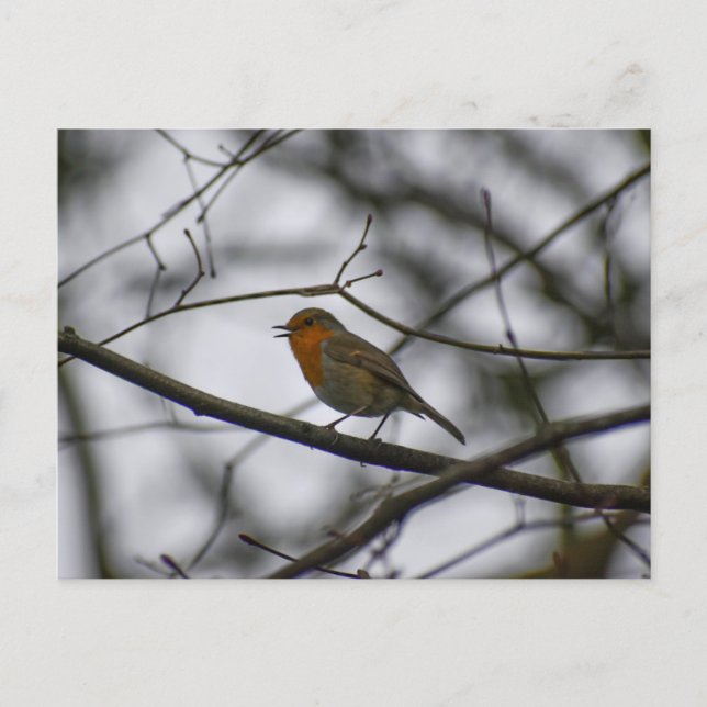 Robin  postcard (Front)