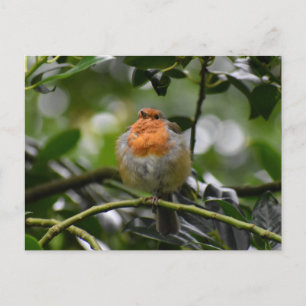 Robin Postcard