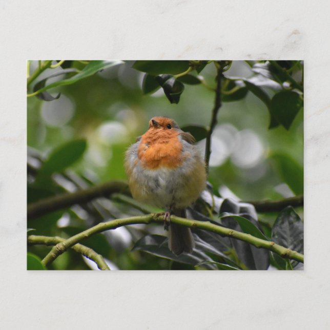 Robin Postcard (Front)