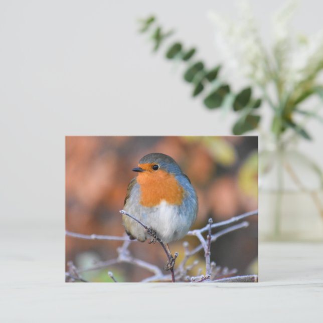 Robin  postcard (Standing Front)