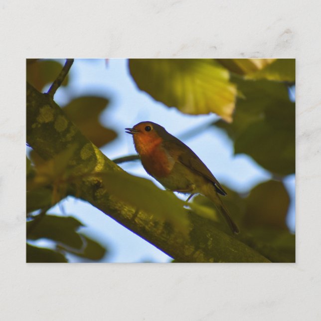 Robin Postcard (Front)