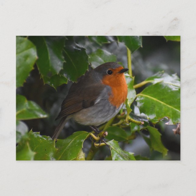 Robin  postcard (Front)
