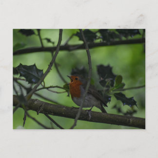 Robin  postcard