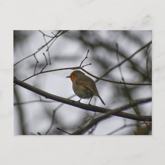 Robin  postcard (Front)