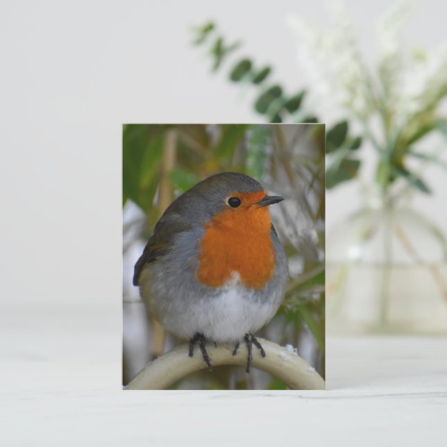 Robin  postcard (Standing Front)