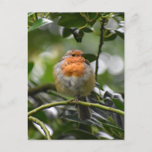 Robin Postcard