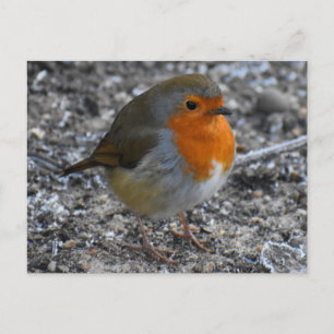 Robin Postcard