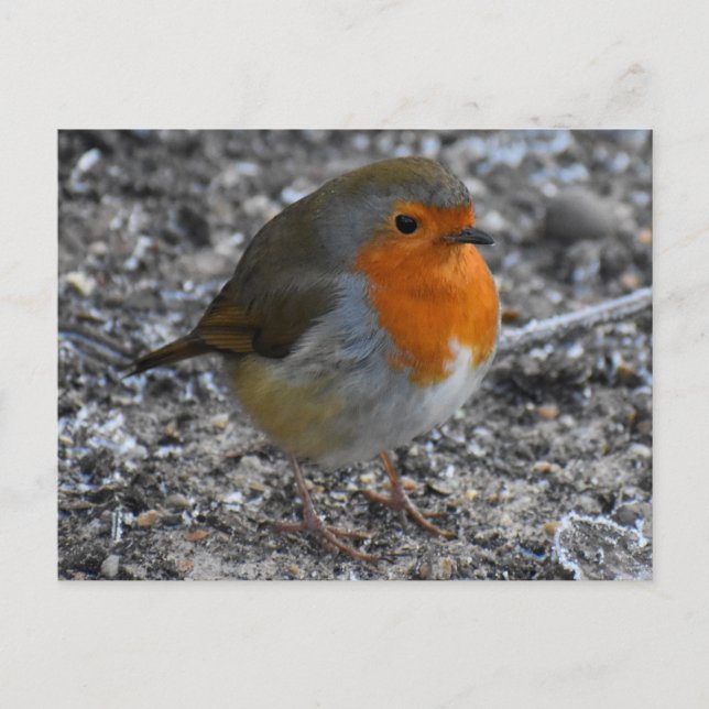 Robin Postcard (Front)