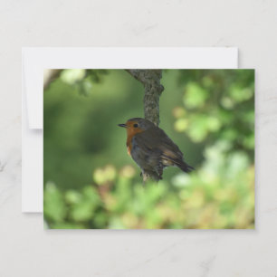 Robin postcard