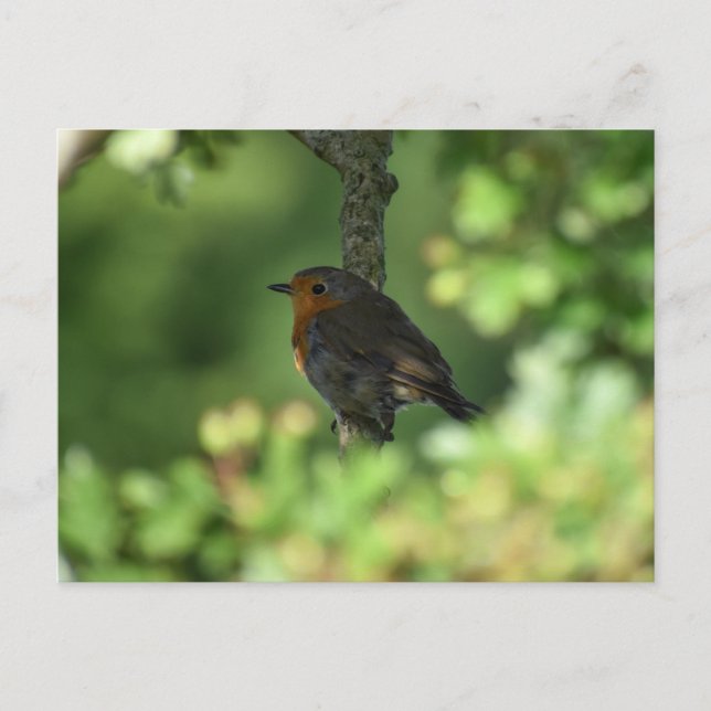 Robin  postcard (Front)