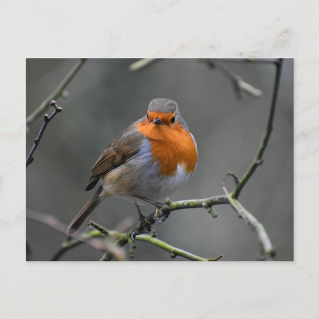 Robin  postcard (Front)