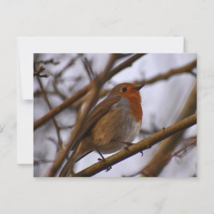 Robin postcard
