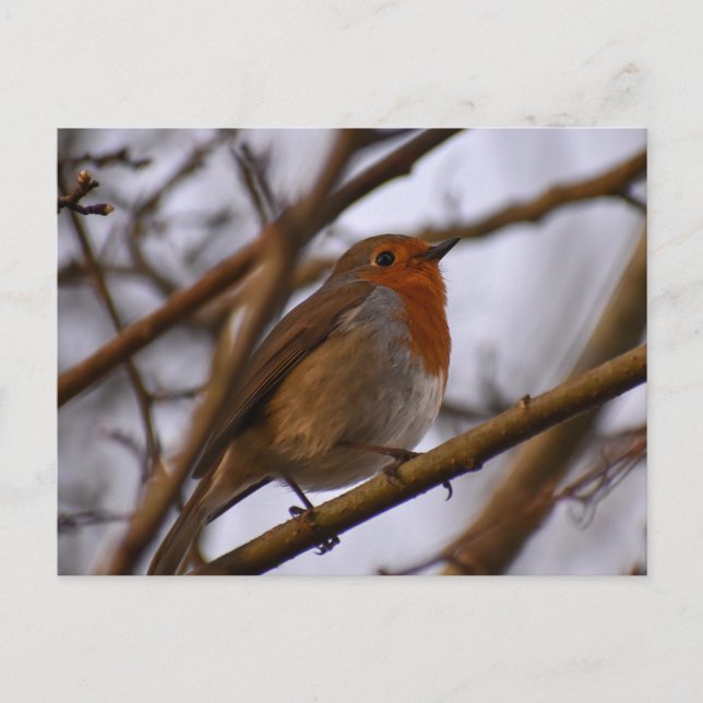 Robin  postcard (Front)