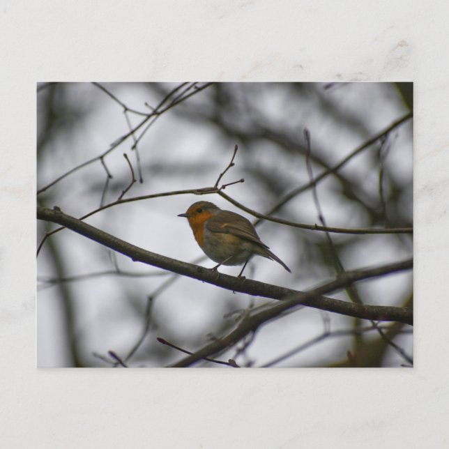 Robin  postcard (Front)