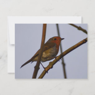 Robin postcard