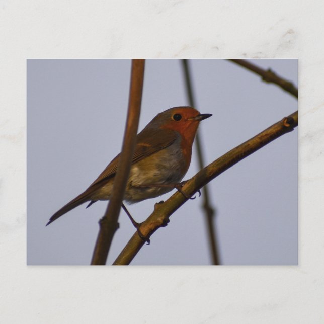 Robin  postcard (Front)