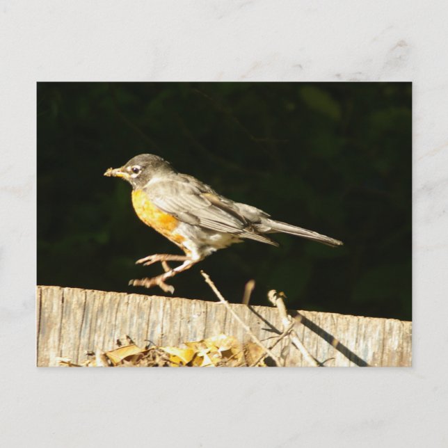 Robin postcard (Front)
