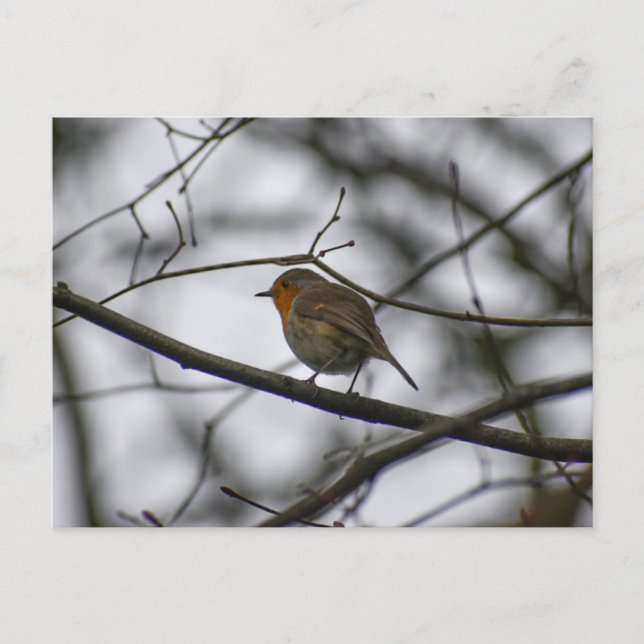 Robin  postcard (Front)