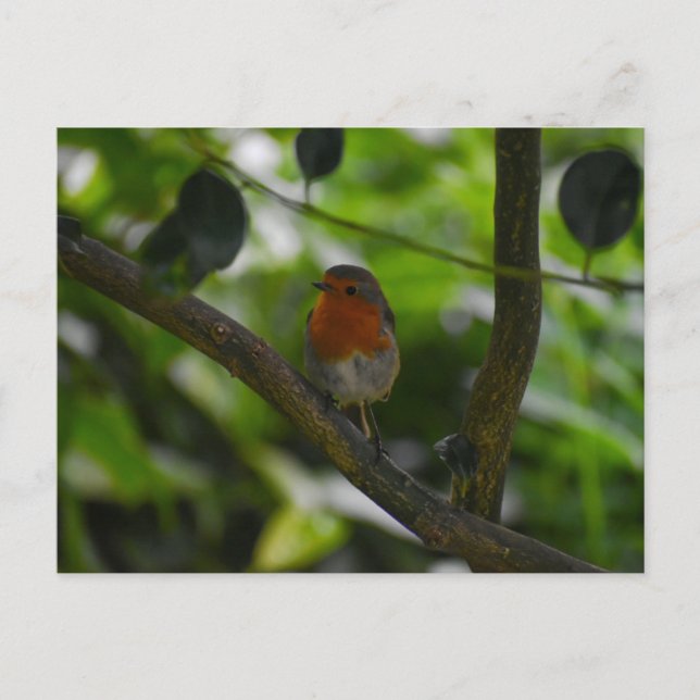 Robin  postcard (Front)