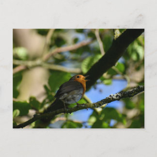 Robin  postcard