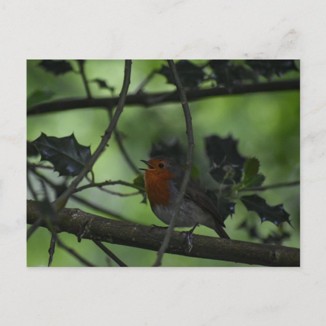 Robin  postcard (Front)
