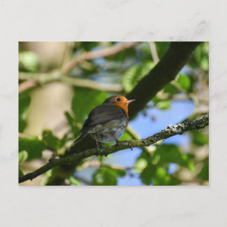 Robin  postcard