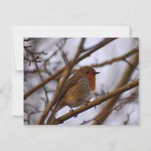 Robin postcard