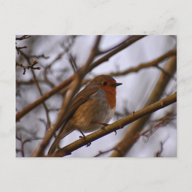 Robin  postcard (Front)