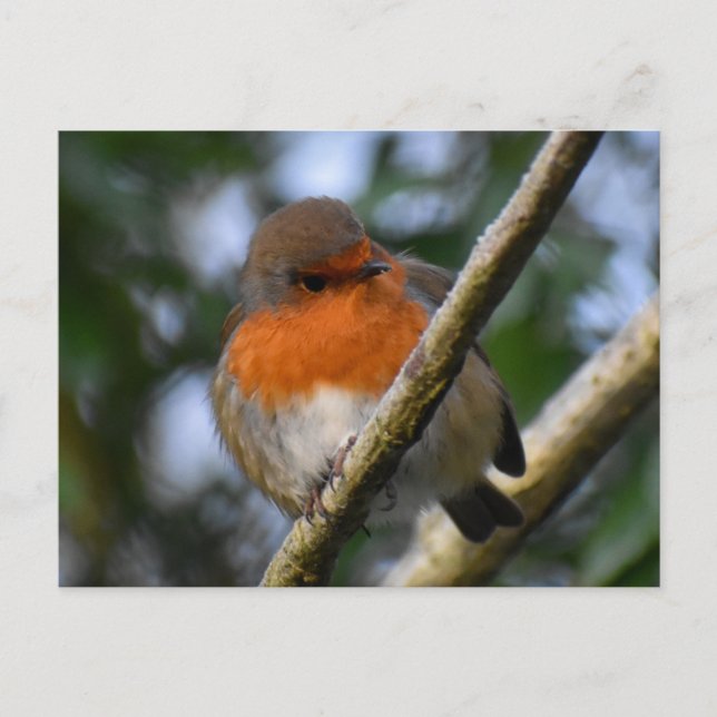 Robin Postcard (Front)