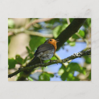 Robin  postcard