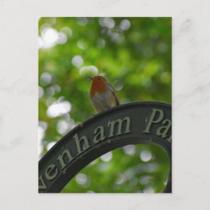 Robin  postcard