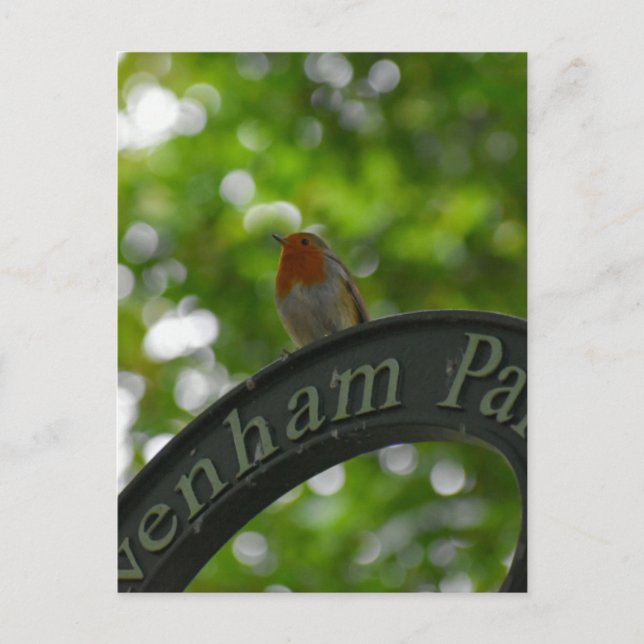 Robin  postcard (Front)