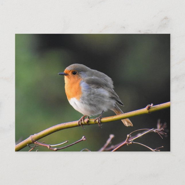 Robin Postcard (Front)